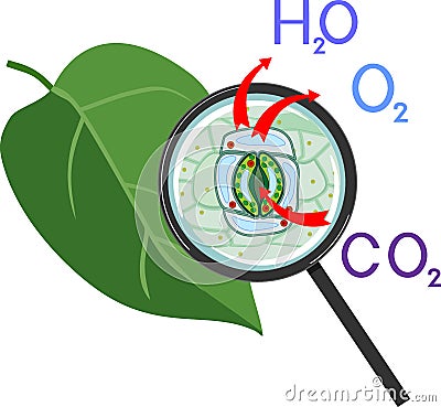 Scheme of plant transpiration and stomatal complex of green leaf under magnifying glass Vector Illustration